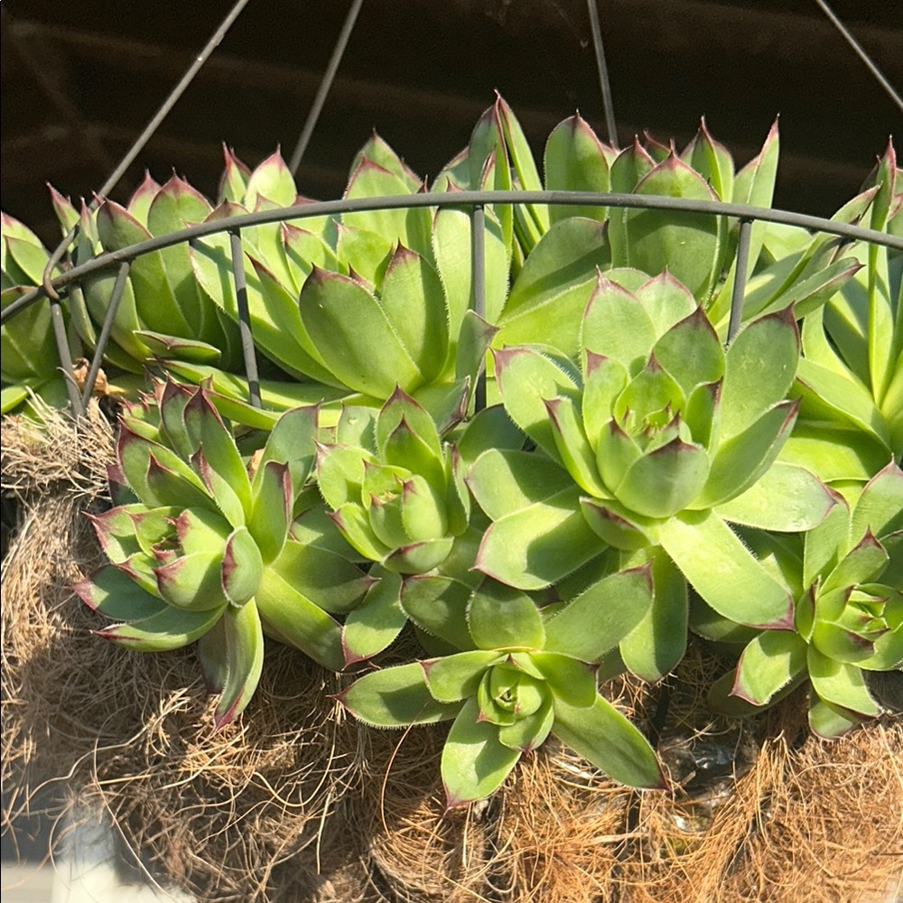 - 2 Plants Ready To Plant 🪴 Green Succulent